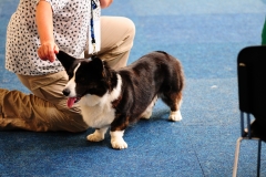 Bruno von Welterod