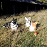 Sonnenbad in  der Heide